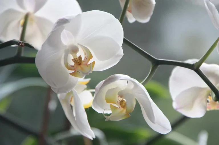 Orchideeën verzorging voor beginners in detail (makkelijk te volgen)