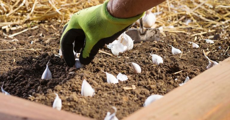 Plant knoflook op de juiste manier met deze 10+ tips