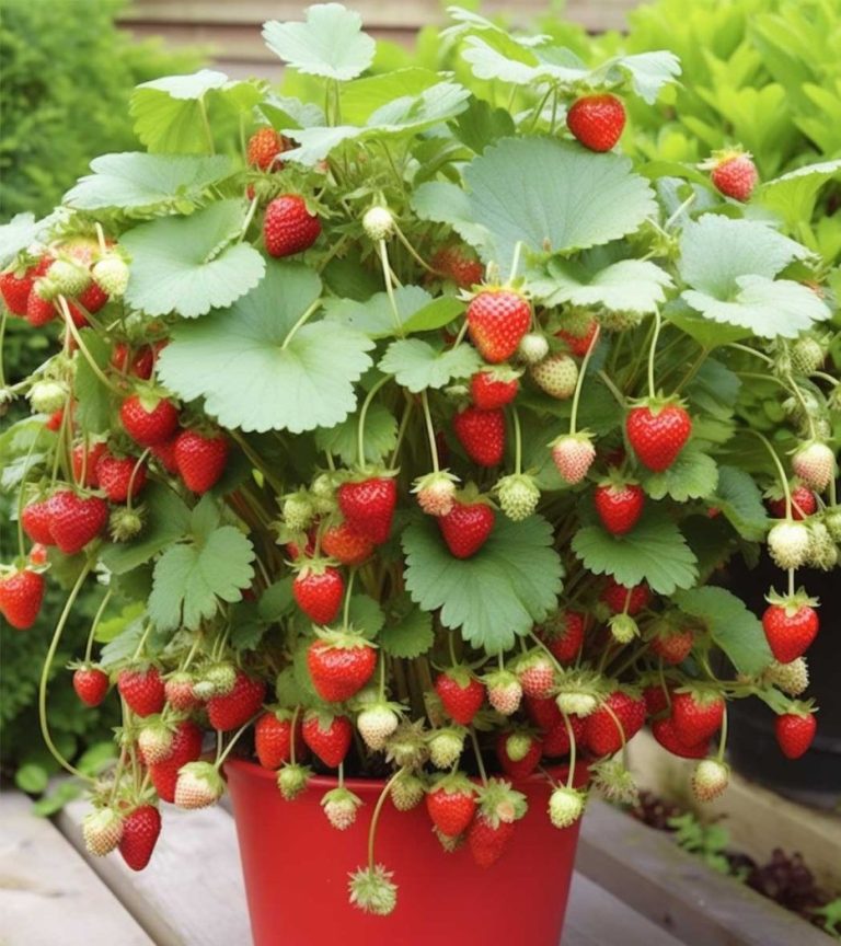 Stop met aardbeien kopen. Gebruik deze 7 geniale tips om ze thuis te kweken