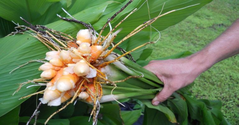 Stop met het kopen van kurkuma. Gebruik deze slimme methoden om thuis een eindeloze voorraad te kweken