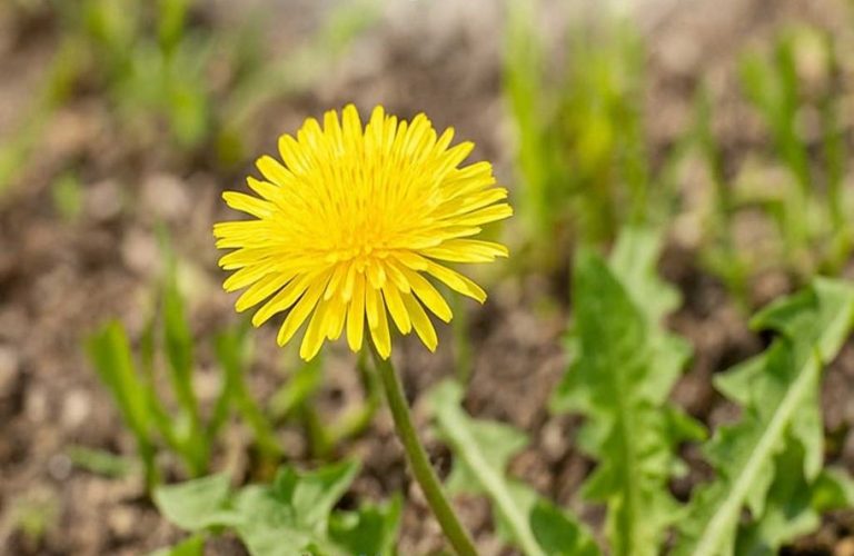 Stop met het uittrekken van paardenbloemen: dit is wat je wél zou moeten doen