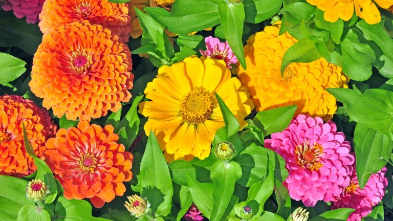 Top 20 Eenjarige Bloemen Die Hertenbestendig En Goedgekeurd Door Bestuivers Zijn