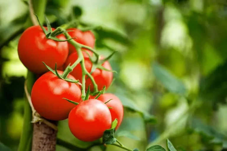 Volg deze 5 simpele stappen om lectines uit tomaten te verwijderen en geniet van een gezondere hap