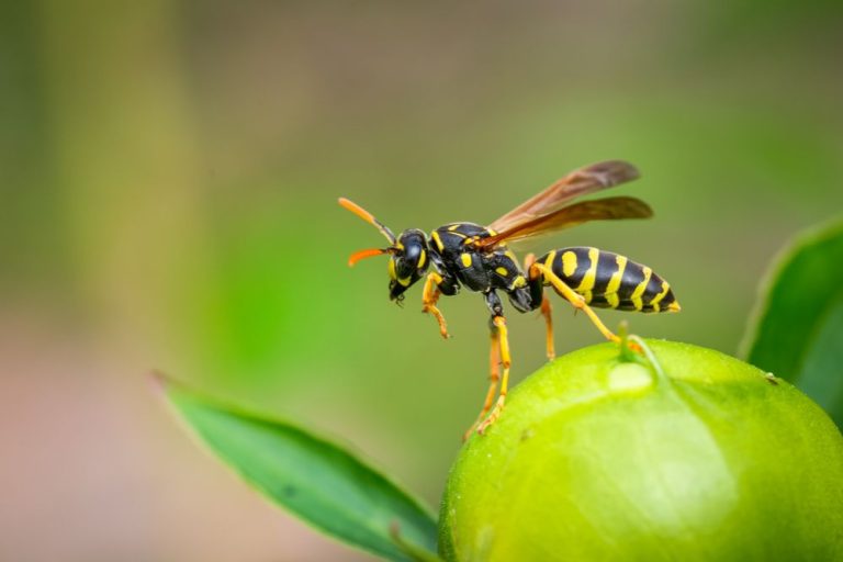Waarom je twee keer moet nadenken voordat je wespen uit je tuin verdrijft