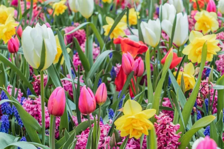 Wat is de betekenis en symboliek van populaire tulp kleuren?