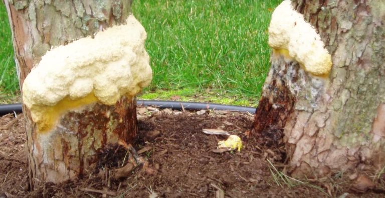 Zorg dat je op de juiste manier mulch aanbrengt met deze 6 tips