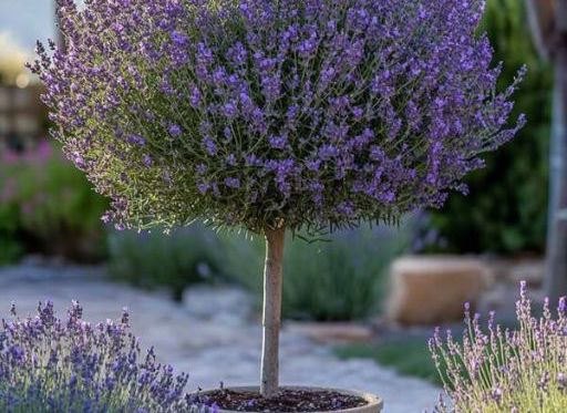 Lavendel is een geliefde plant, niet alleen vanwege de heerlijk geurende bloemen, maar ook om haar kalmerende eigenschappen.
