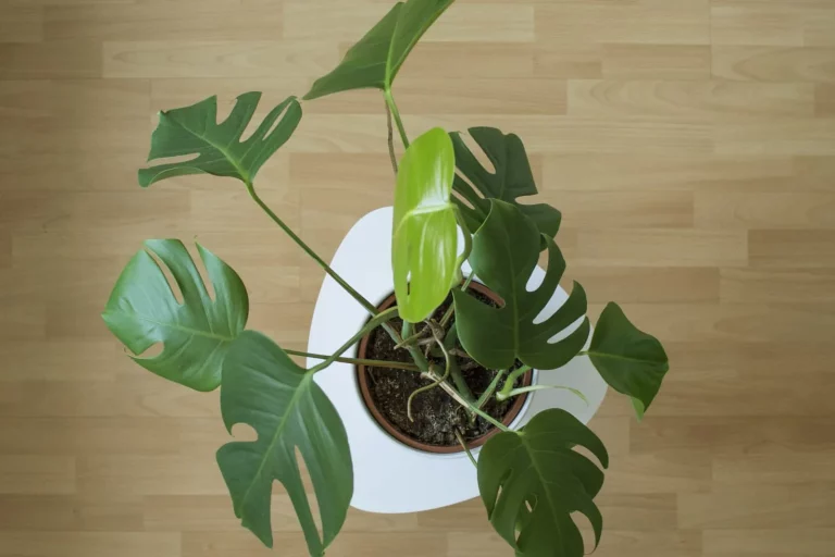 10 redenen voor zwarte vlekken op monstera en de beste oplossingen