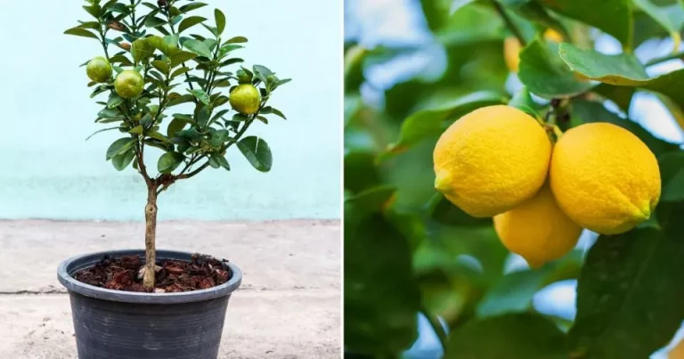 10 tips voor het planten van een citroen in een beker en het opfrissen van je huis