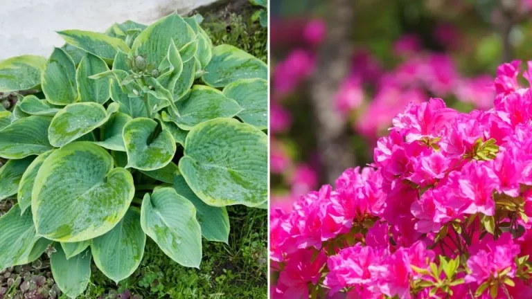 11 fantastische buurplanten voor hortensia’s