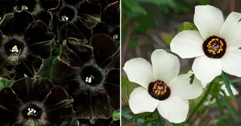 11 prachtige zwart-witte bloemen voor een elegante decoratie