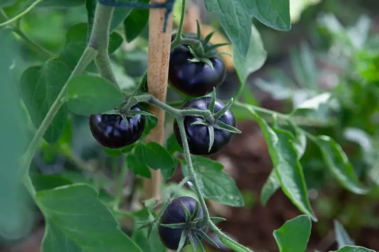 12 zwarte groenten die je tuin een vleugje gotische elegantie geven