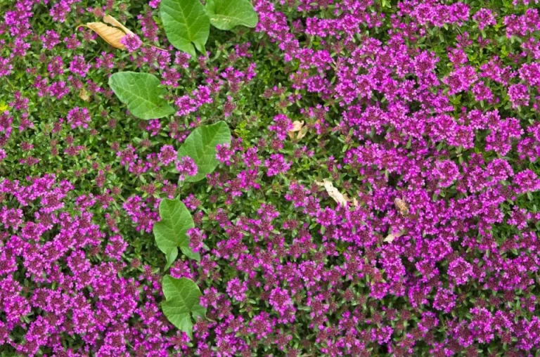 15 soorten tijm om je tuin op te fleuren
