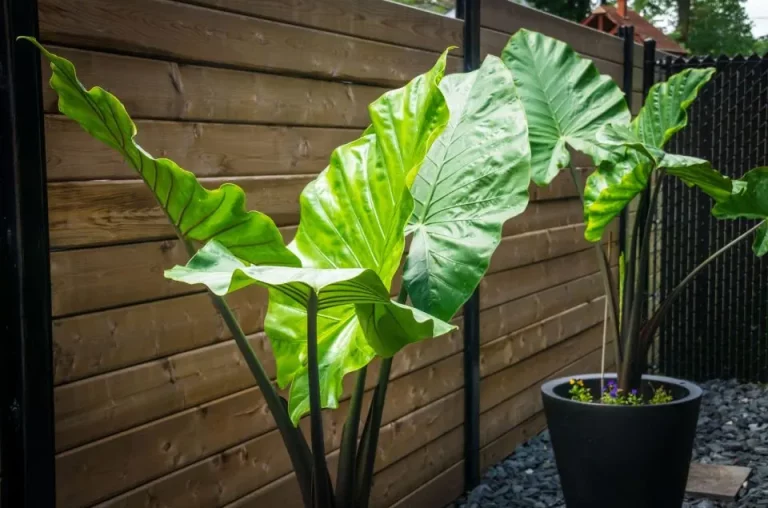 20 beste hoge potplanten voor privacy en hun verzorgingsgidsen