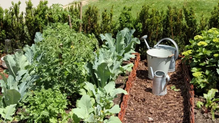 7 fouten die tuiniers maken bij het starten van hun tuin