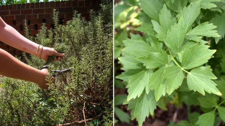 9 droogtetolerante kruiden die groeien in de droogste omgevingen