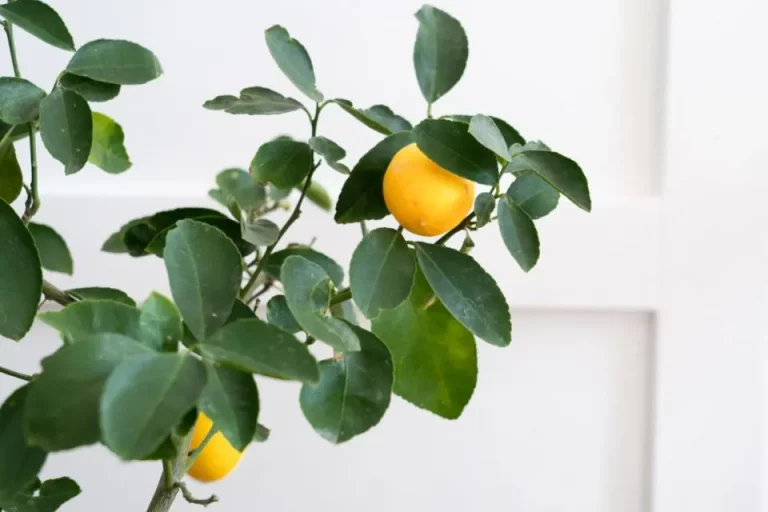 9 fruitbomen die je binnen kunt laten groeien en laten floreren