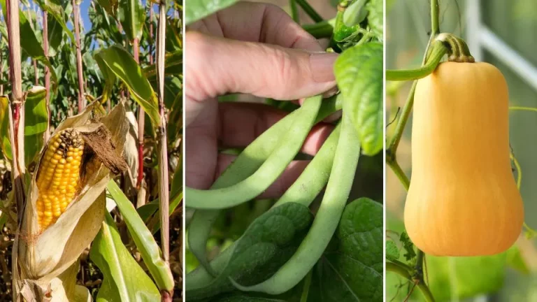 De drie zusters methode voor combinatieteelt en waarom je het zou moeten proberen