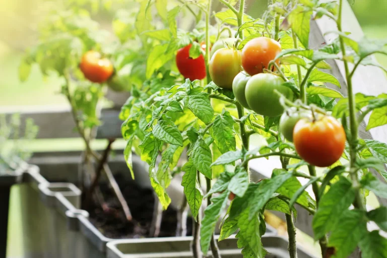 Deze 15 groenten zijn perfect geschikt voor moestuinieren in potten