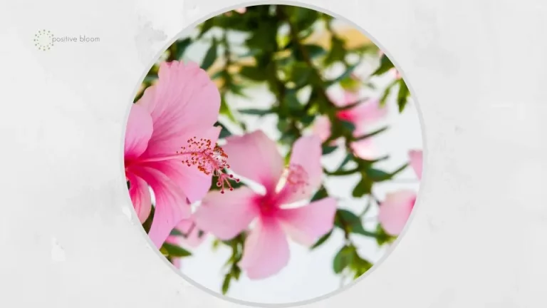 Gebruik deze 8 verzorgingstips als je hibiscus niet bloeit