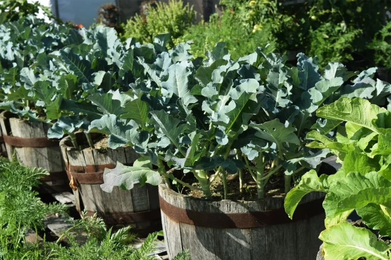 Hoe broccoli in potten kweken + handige verzorgingstips