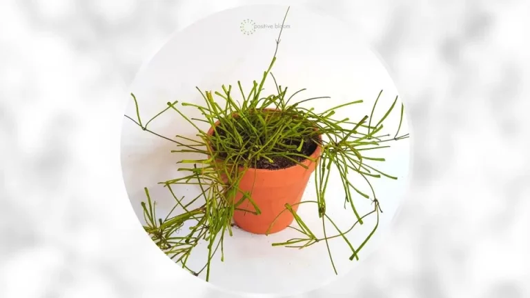 Hoe je de prachtige hoya retusa kweekt en verzorgt