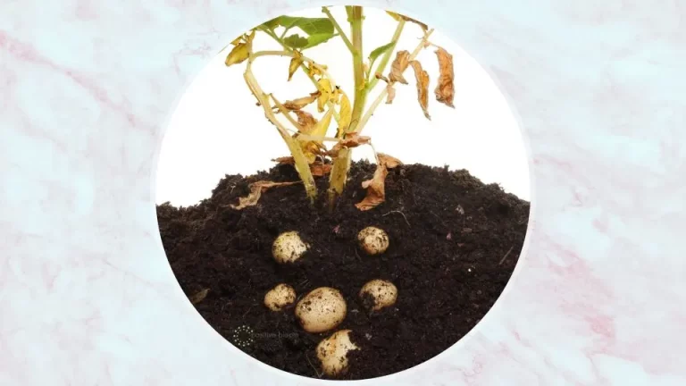 Hoeveel aardappelen krijg je per plant? Gebruik deze tips om er nog meer te oogsten