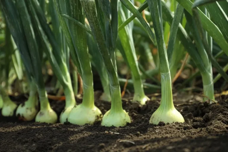 Hoeveel uien groeien er uit één bol? (Uitgelegd)