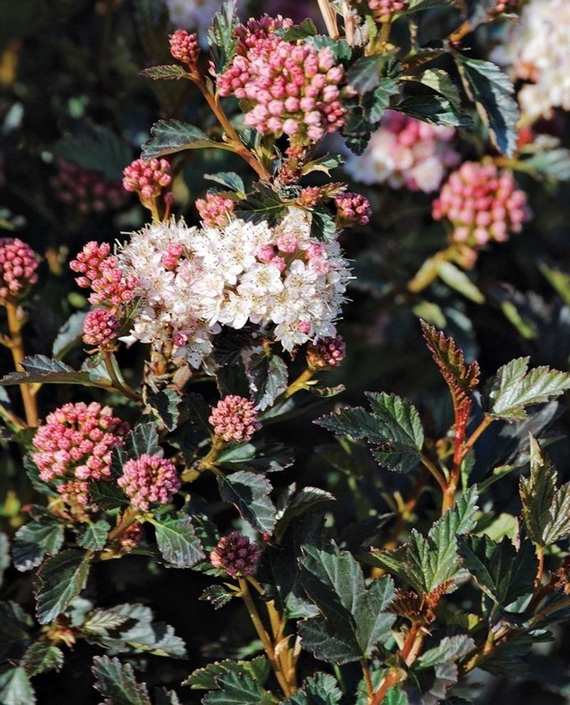 Ninebark