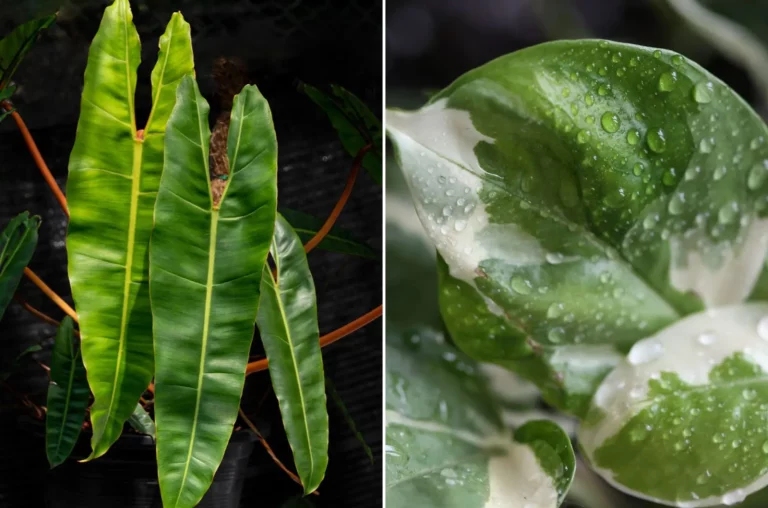 Philodendron vs pothos: 6 gemakkelijke manieren om ze uit elkaar te houden