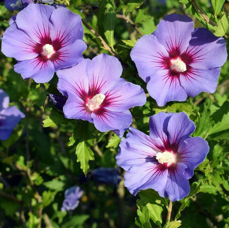 Rose Of Sharon