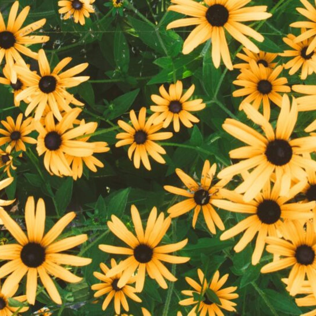 14 lage vaste planten ideaal voor kleine tuinen