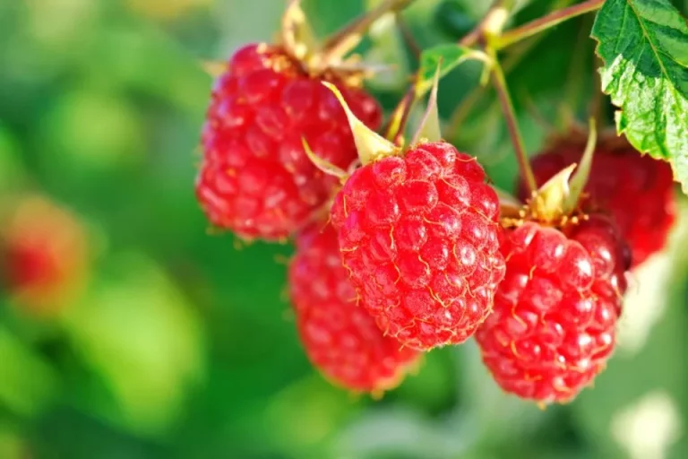 Volg deze 6 stappen om nieuwe frambozen te starten en een overvloedige oogst te krijgen