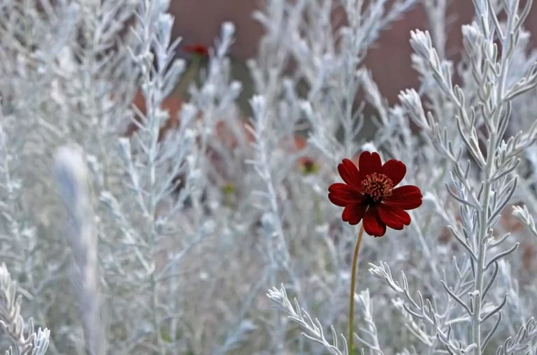 Waarom is de chocolade-cosmos bijzonder? De ware betekenis van chocolade-cosmos