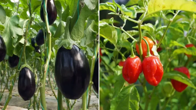 10 makkelijke planten die beginners in de kas kunnen kweken