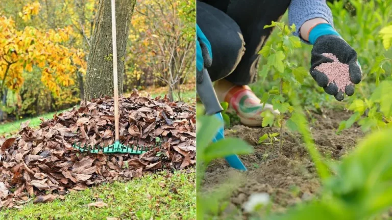 4 dingen die je in oktober met je gazon moet doen