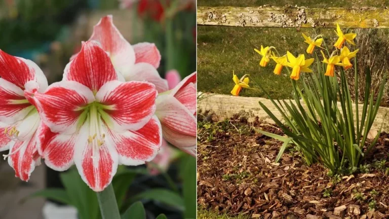 5 betoverende bloemen om nu binnenshuis te planten die bloeien met kerst