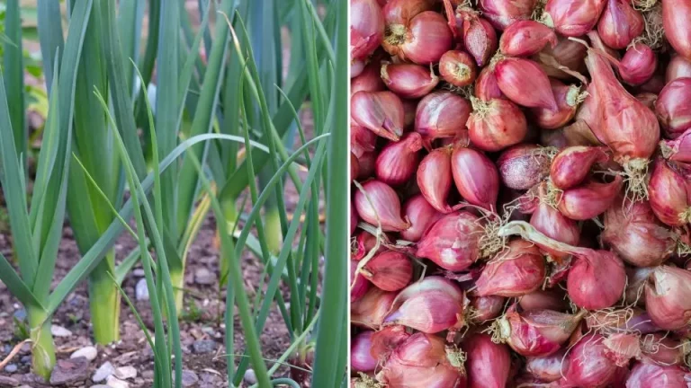 6 heerlijke groenten om in de herfst te planten en in de lente te oogsten