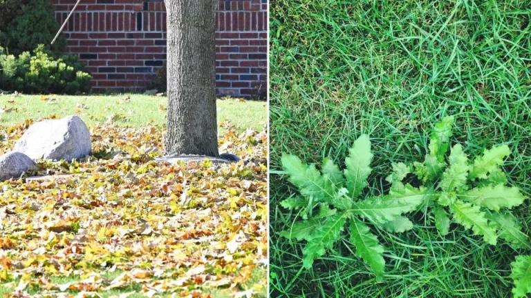 7 fouten in de herfsttuin waar de meeste tuiniers zich niet van bewust zijn