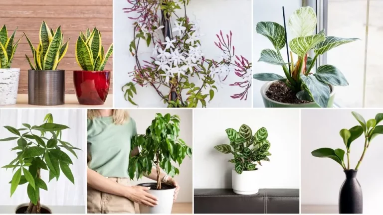 9 beste kamerplanten voor Feng Shui die je sprakeloos zullen maken