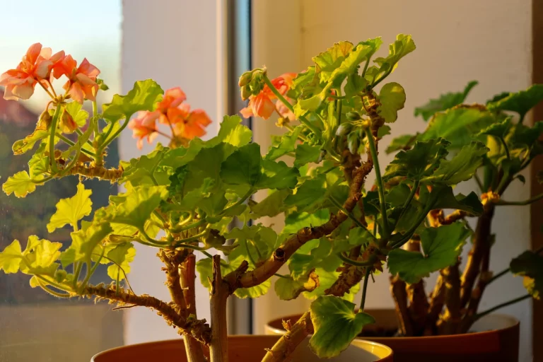 9 planten die je naar binnen moet halen voordat de vorst toeslaat