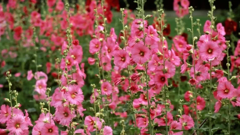 9 tips die je helpen om prachtige stokroosbloemen te krijgen