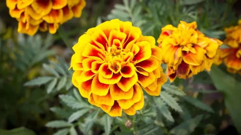 Als je van zonnebloemen houdt maar in de winter kleur wilt, plant dan deze bloem