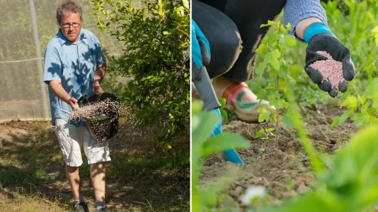 Bemest fruitbomen op het juiste moment om zoveel mogelijk vruchten te krijgen
