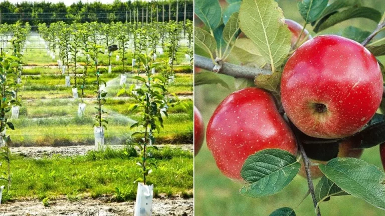 De beste tijd om appelbomen te planten dit seizoen