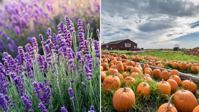 De prachtige, geurende bloem die een perfecte partner is voor pompoenen