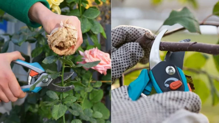De waarheid over het verwijderen van uitgebloeide bloemen bij vaste planten en eenjarigen waar niemand je iets over vertelde