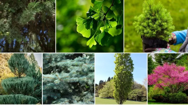 Deze 8 hoge smalle bomen passen perfect in je kleine buitenruimte