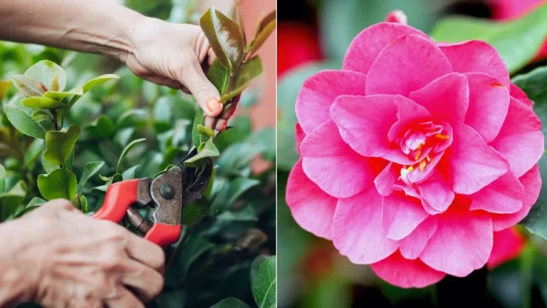 Dit is wanneer en hoe je je camelia’s moet snoeien voor de beste groei en meer bloemen