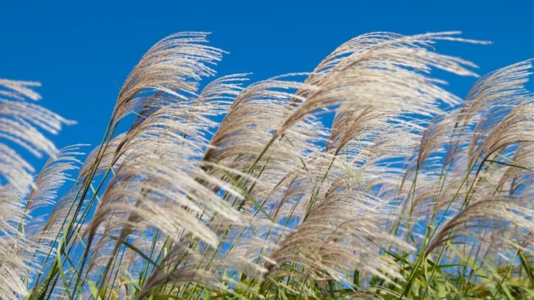 Dit zijn de perfecte omstandigheden voor rietgras om te gedijen en de beste variëteiten om te kiezen